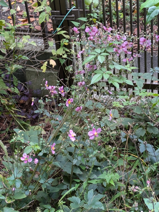 完熟ばなな川崎店ふじよです　この花は