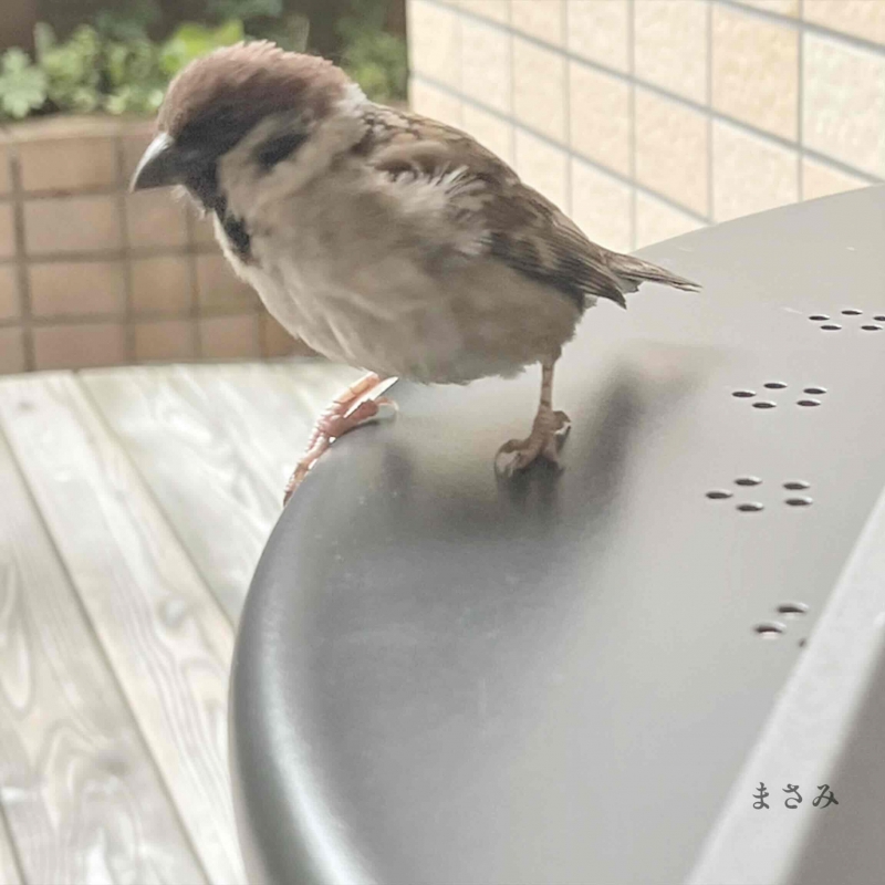 1枚目
