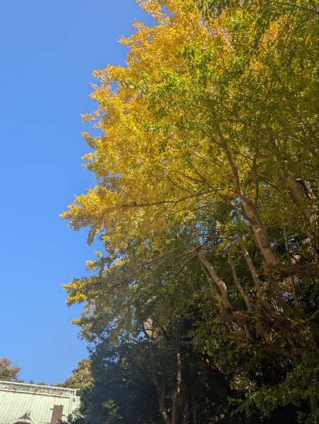 完熟ばなな横浜　ひいろです