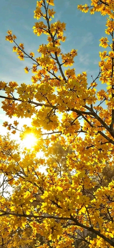 完熟バナナ川崎店のようこです！