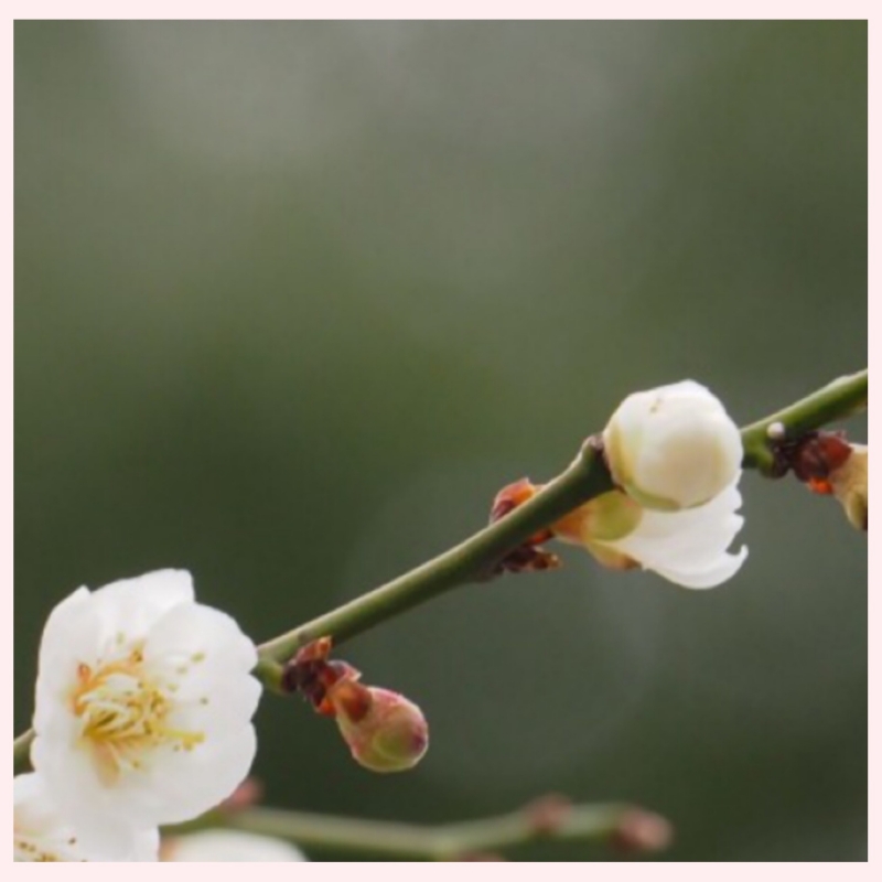 ポツポツと?(?????)?