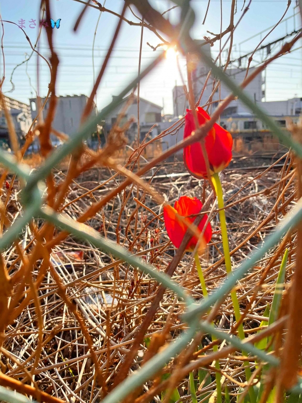 完熟ばなな川崎店 まさみです