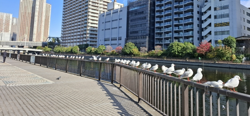 ゆりかもめが帰ってきた！