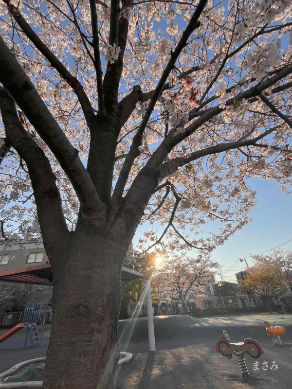 完熟ばなな川崎店 まさみです