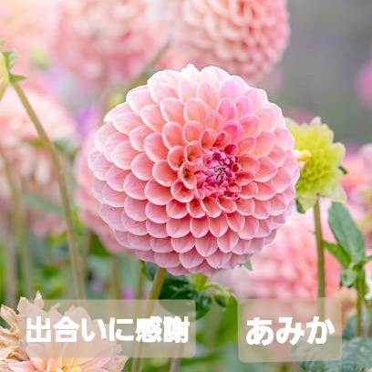 完熟バナナ川崎店　あみかです。