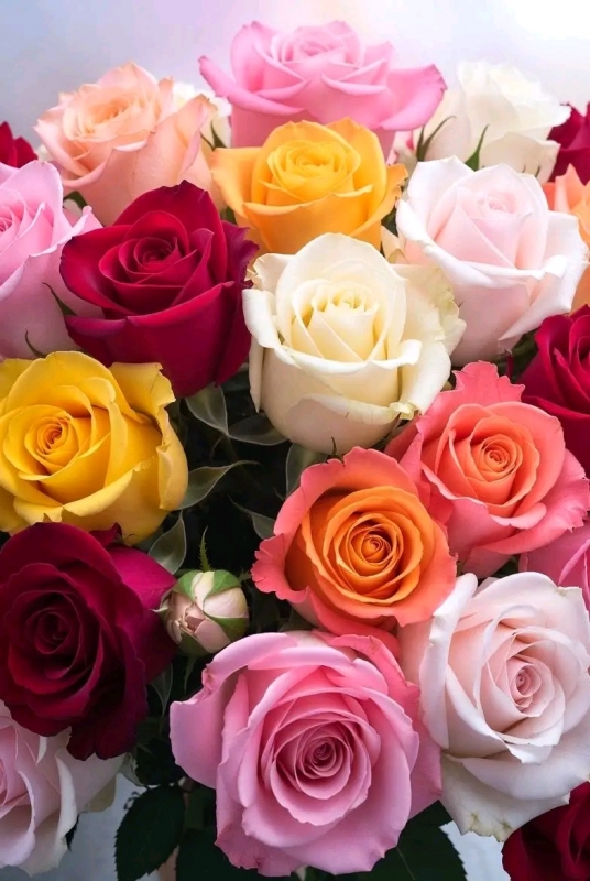 有難う御座居ました