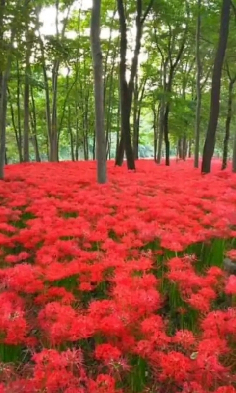 完熟バナナのようこです