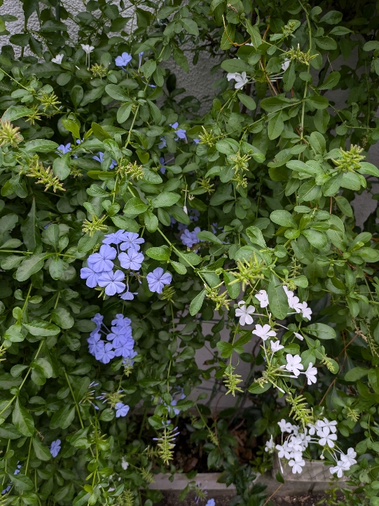 完熟ばなな川崎店ふじよです　季節のお花をお届けします