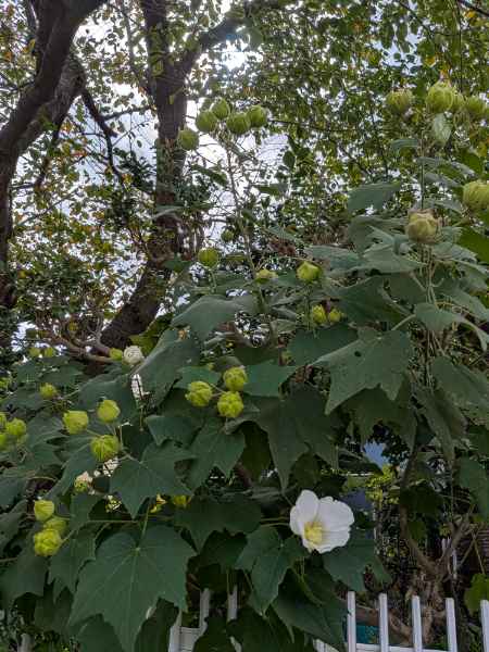 完熟ばなな川崎店ふじよです　来年の花博まで